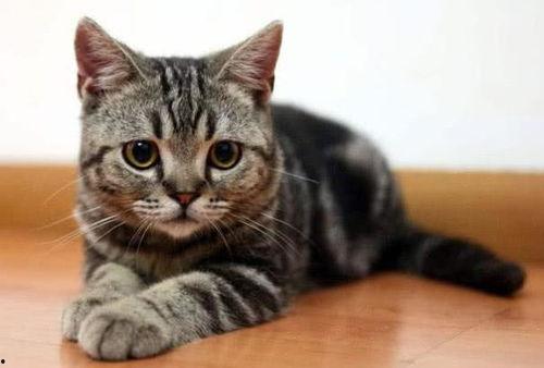 汕尾猫咪宠物医院爆料视频,揭秘宠物医疗行业背后真相